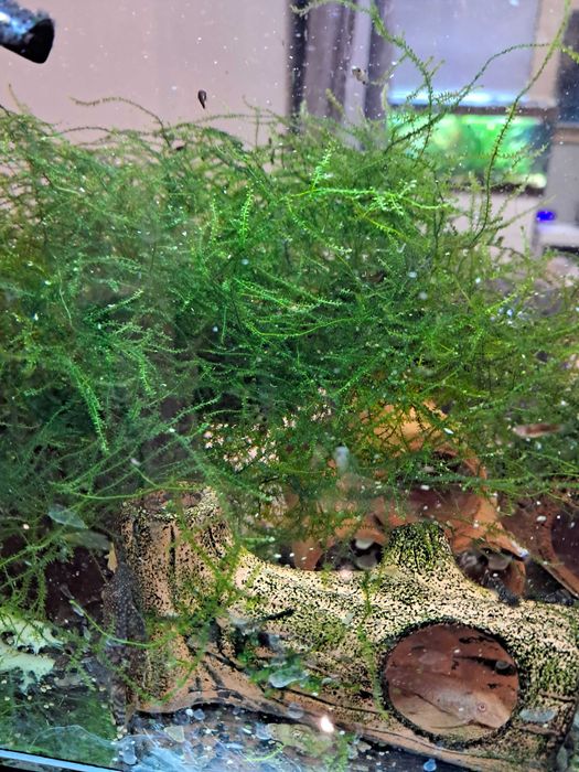 Mech akwariowy schronienie dla narybku i krewetek