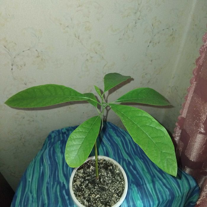 Авокадо вазон, молодий