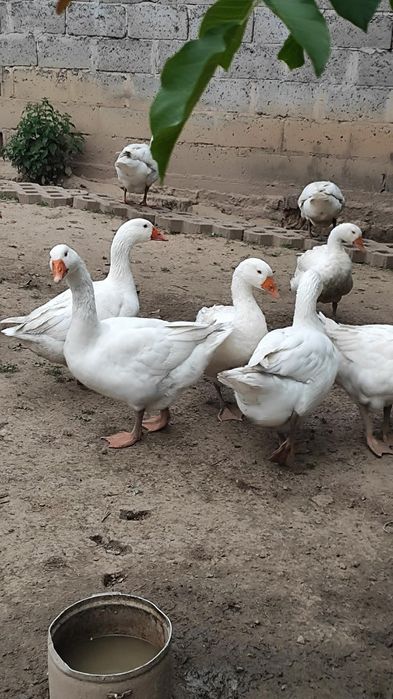 Sprzedam gęsi rasa kołudzka