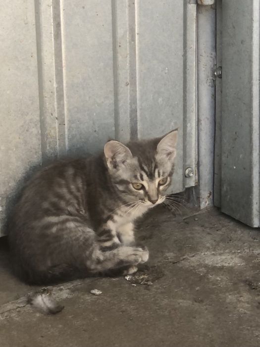 Кошенята-тигренята