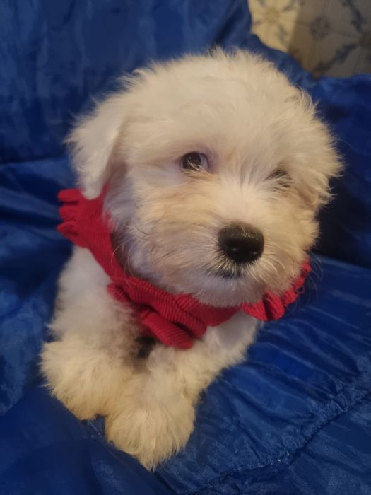 Bichon maltes excelente top femea olhos azuis