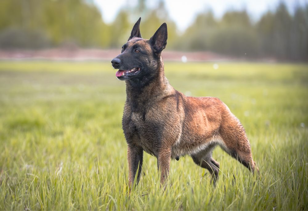 Owczarek Belgijski Malinois - FCI piesek 6 miesięcy