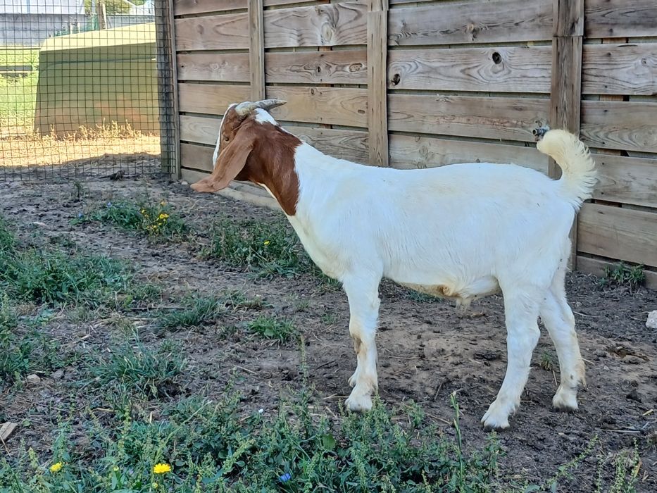 Cabrito Raça Boer
