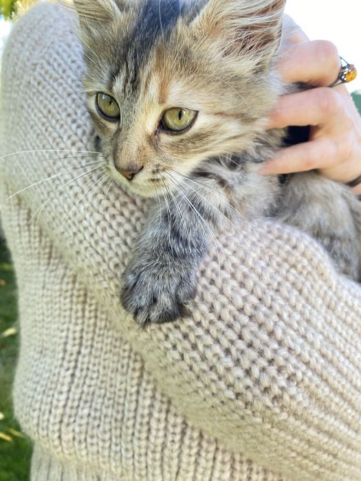 Пухнастий котик шукає дім, та люблячу сімʼю