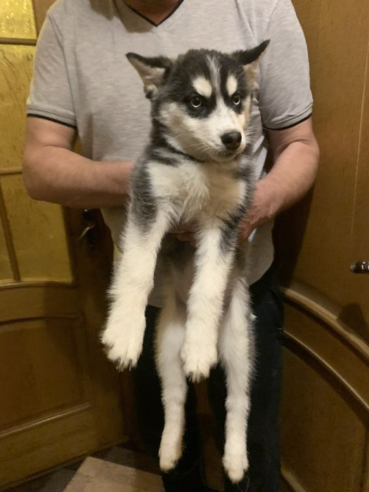 Продам цуценят Хаскі