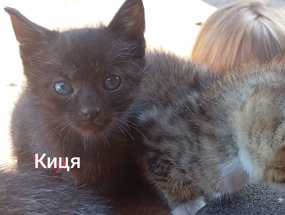 Віддам в добрі руки милих маленьких кошенят