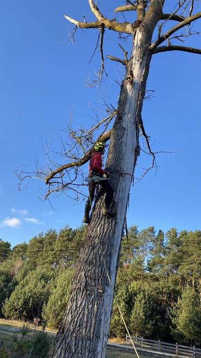 Послуги арбориста (зрізання аварійних дерев) та косіння трави