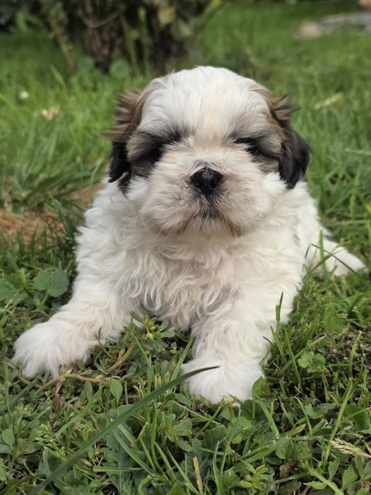 Sliczna suczka shih tzu