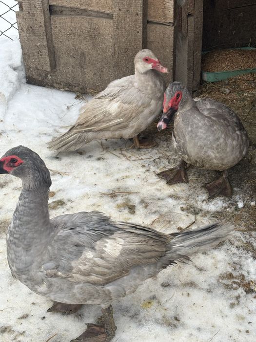 Продам качки, шипуни