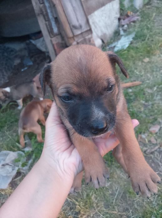 Віддам цуциків в хороші руки