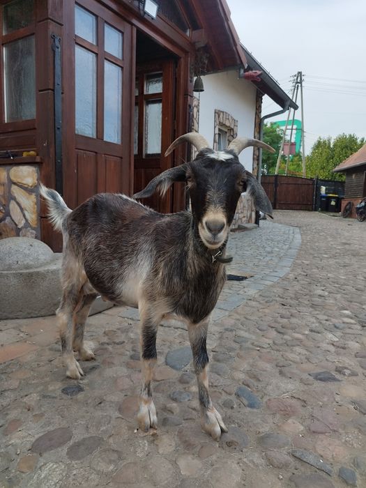 Sprzedam dojną kozę
