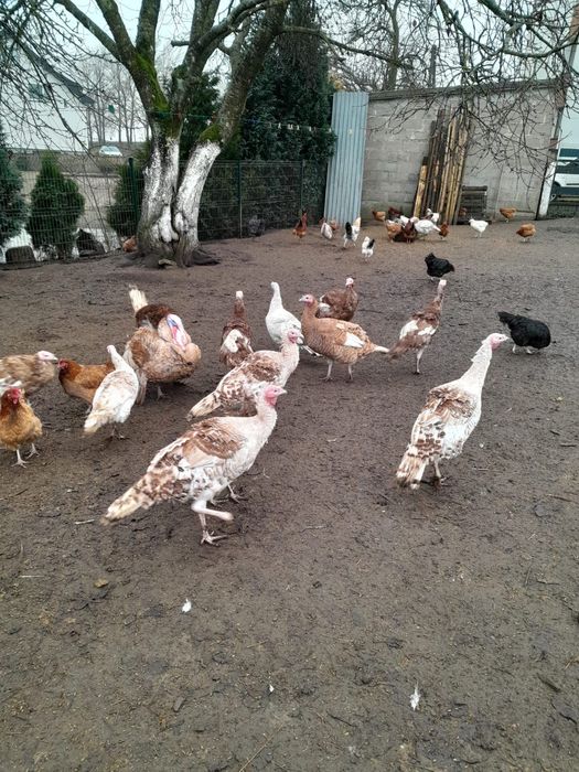 Indyki kolorowe miedziane