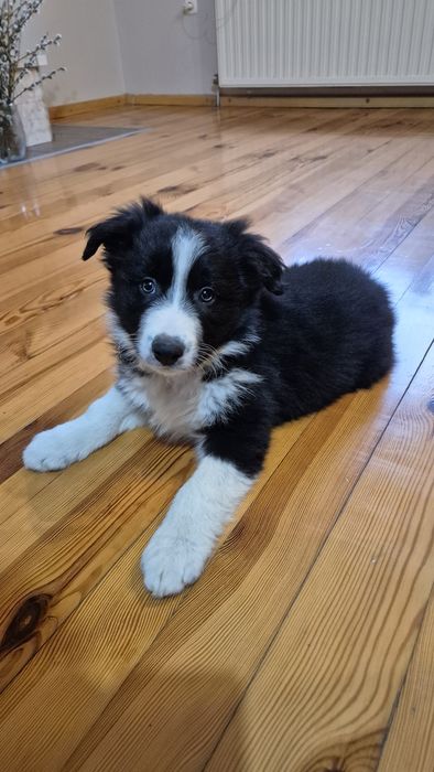 Border Collie Suczka