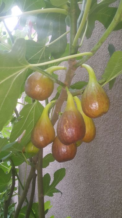 Инжир саженцы с плодами Сорт Далматський