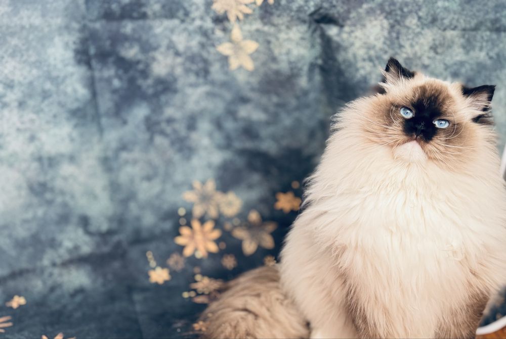 Ragdoll kocur hodowlano- wystawowy
