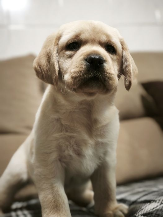 Labrador retriever com lop e afixo