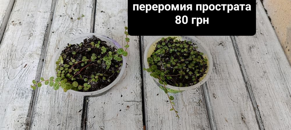 Комнатные растения