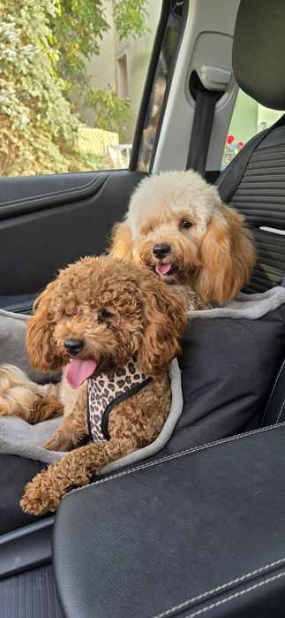 Cavapoo/ piękna dziewczynka