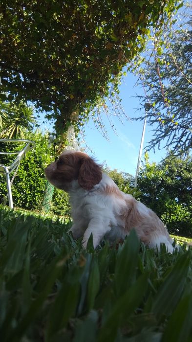 Fantástico Cavalier King Charles