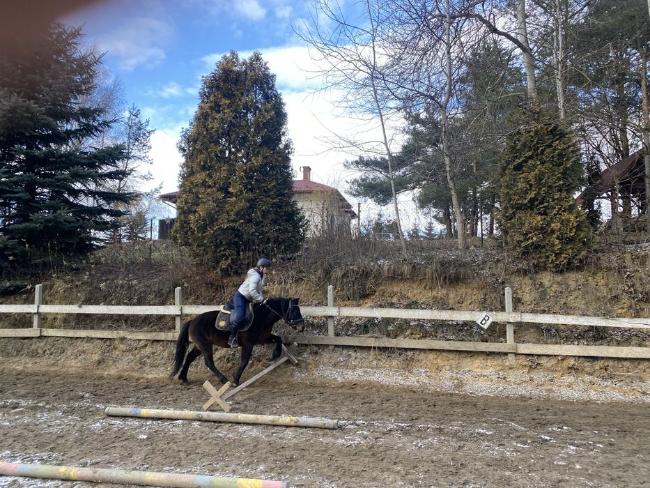4 letni wałach rasy huculskiej z predyspozycjami do skoków