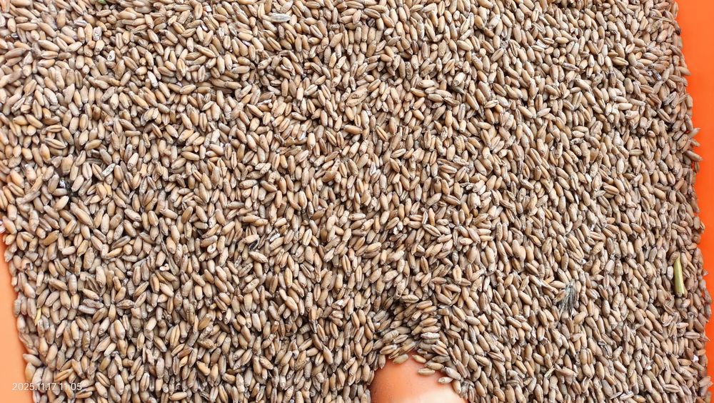 Sprzedam  pszenżyto pszenicę, pszenica ozima