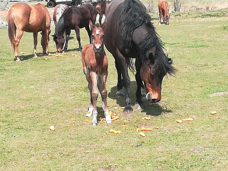 Sprzedam obornik koński