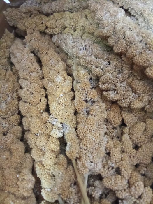 Milhos paincos e sementes africanas