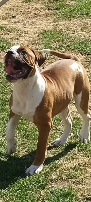 Buldog Amerykański (Suczka)