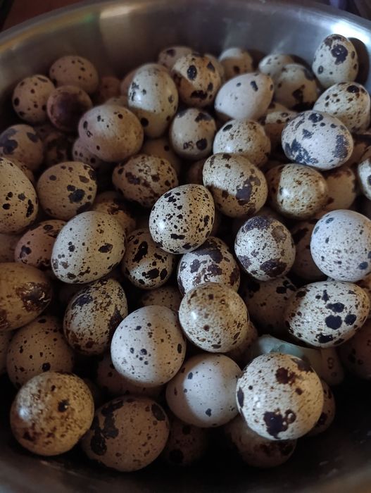 Яйца перепелиные,сырые