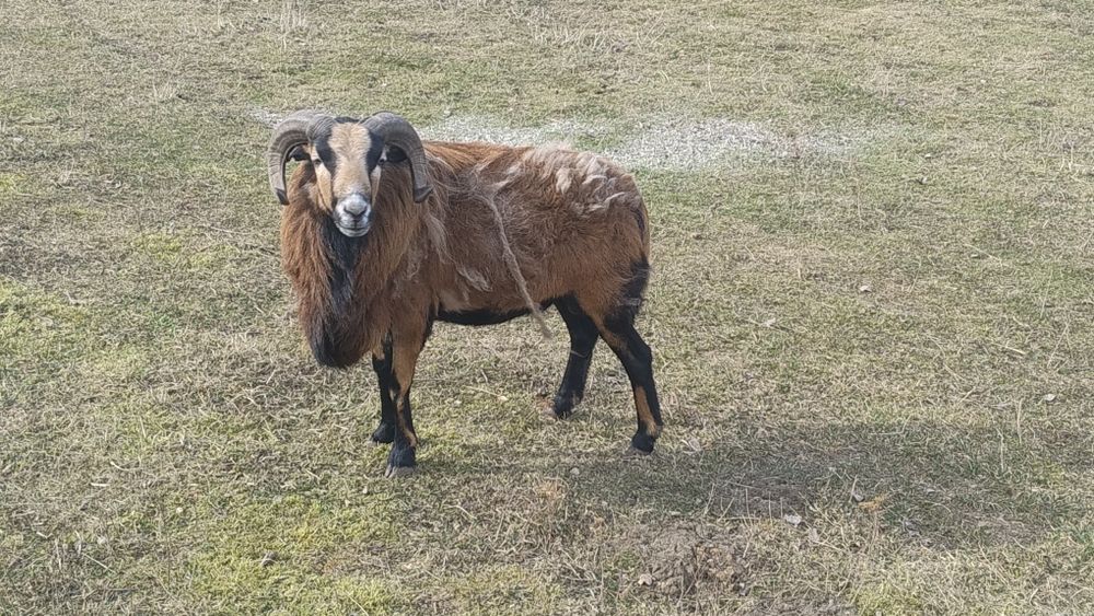 Baran tryk kamuruński, owce jagnięta kameryńskie