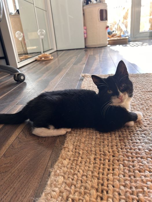 Kotka Jelly szuka domku