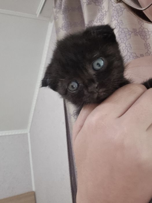 продаю котик хлопчик