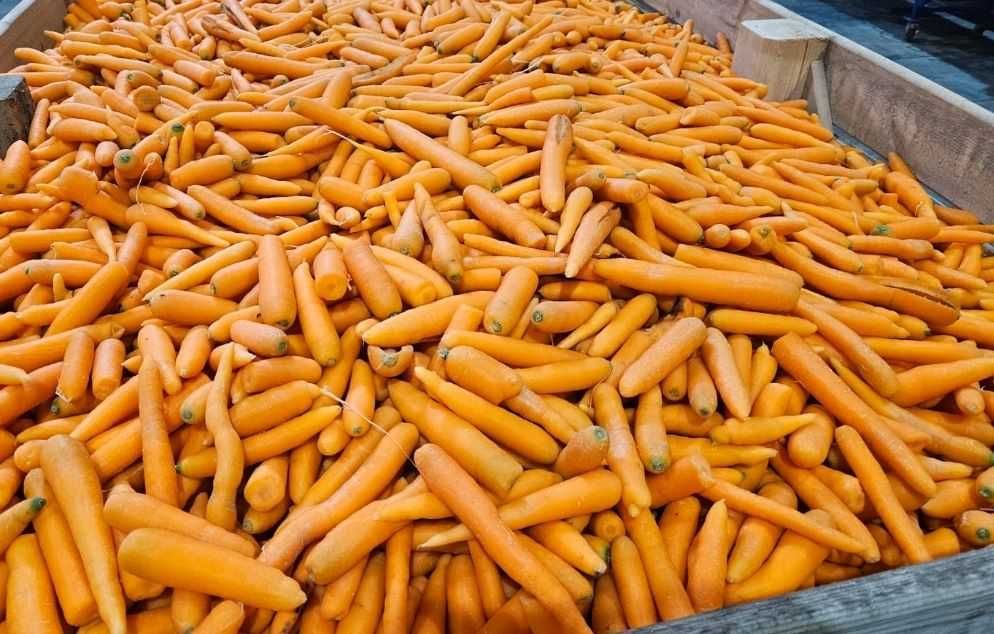 Marchew odsort /odpadowa czysta, bardzo dobra jakość  min 15-25ton