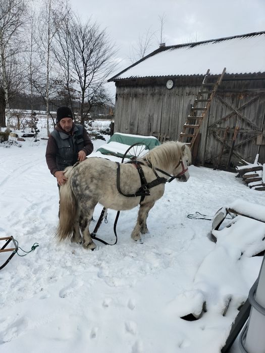 Kucyk, ogierek ok 10 lat. Łagodny.