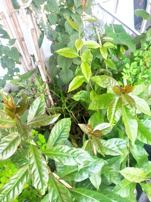 Ora-pro-nobis, pereskia aculeata, trepadeira, planta medicinal