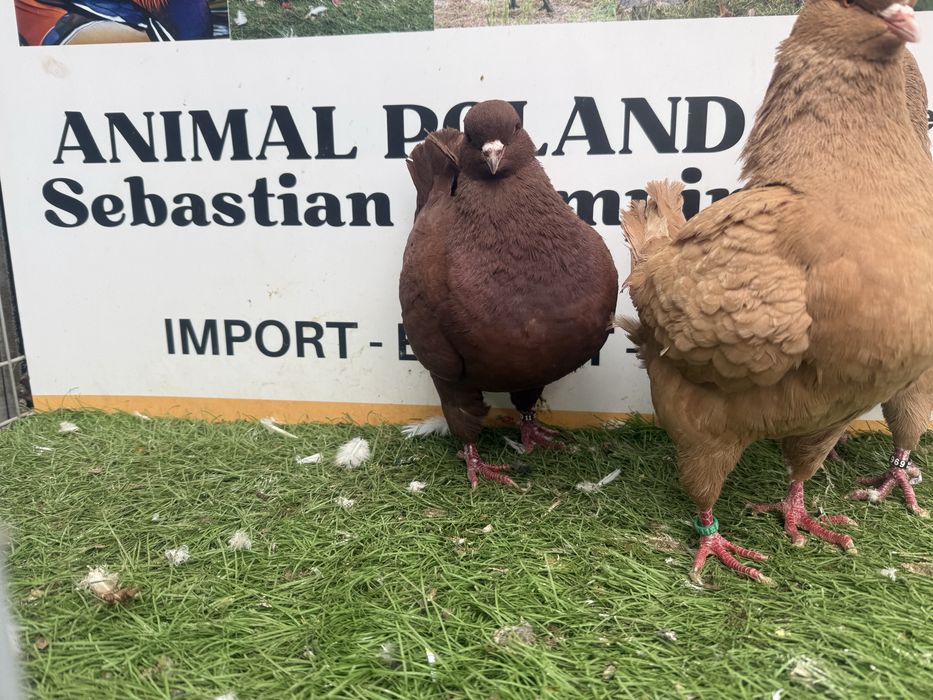 Gołębie. King. Kingi1. Możliwy transport