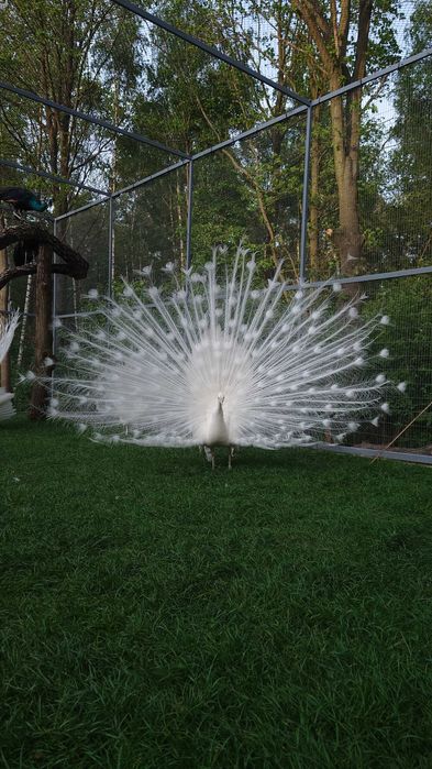 Sprzedam białe pawie samce