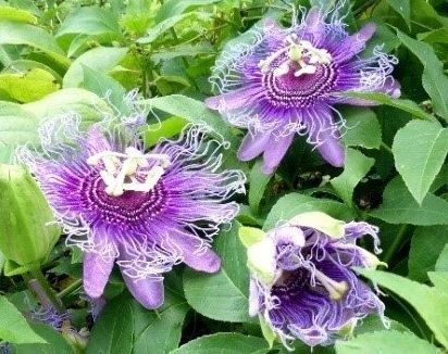 mrozoodporna Męczennica cielista (Passiflora incarnata) do -23 C