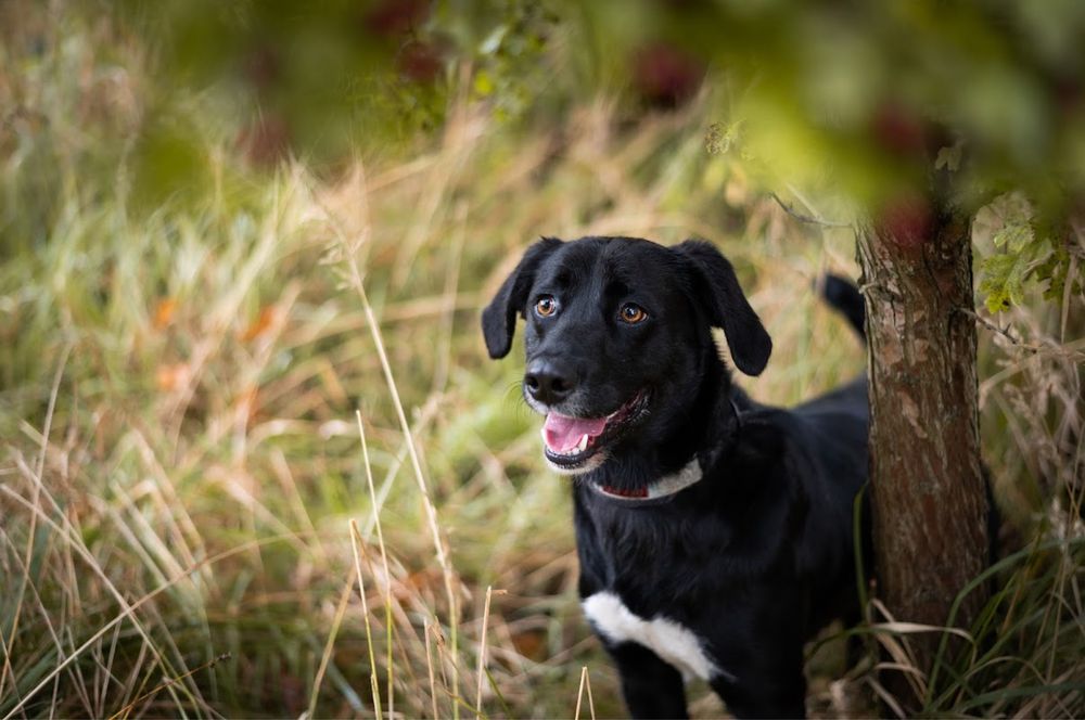 Młody, wesoły, wysportowany czarny pies w typie labradora do adopcji.