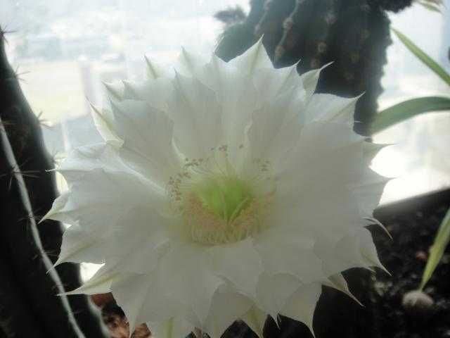 Кактус молодой .