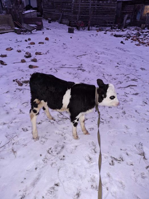 Продам бичка 06.12.25