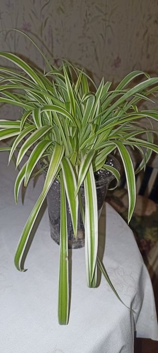 Продам Хлорофітум