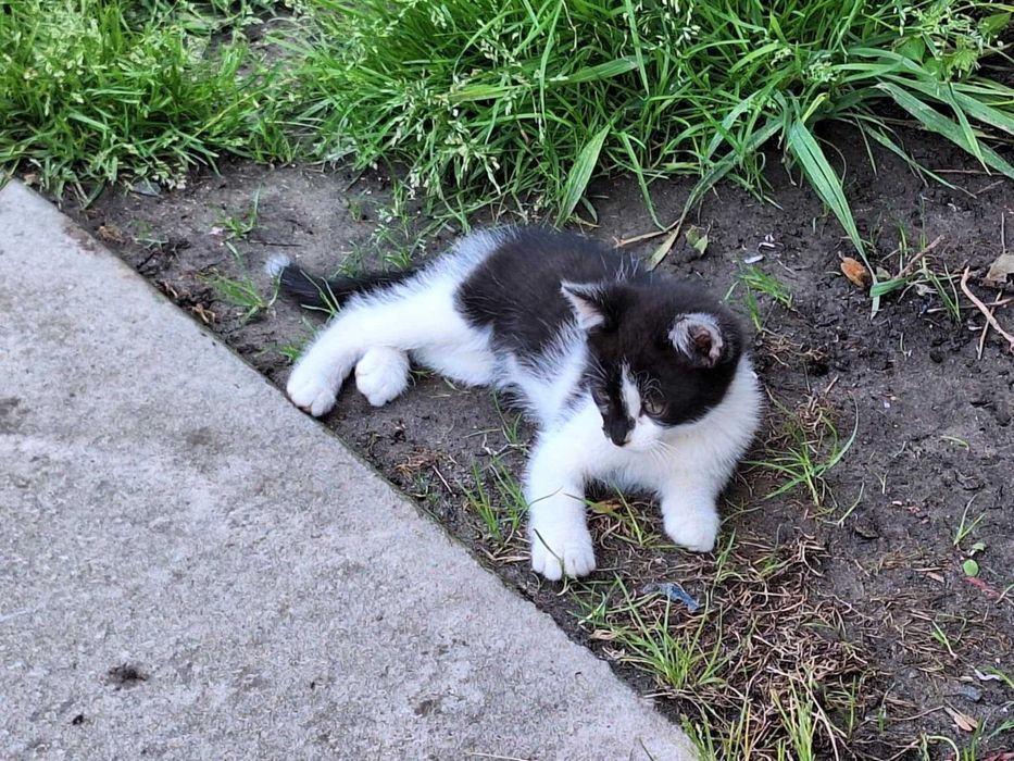 oddam małe kotki kocięta szukają nowego domu koty do adopcji kot kota