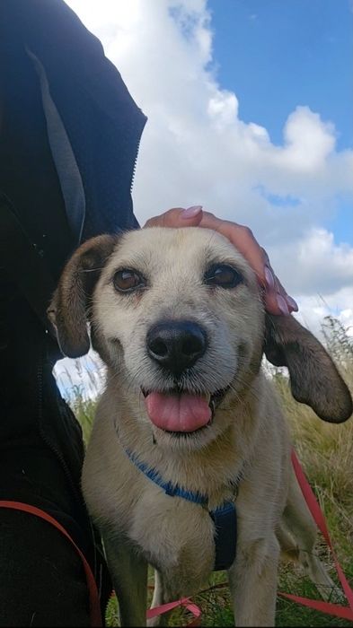 Daisy – spokojna i łagodna sunia szuka domu