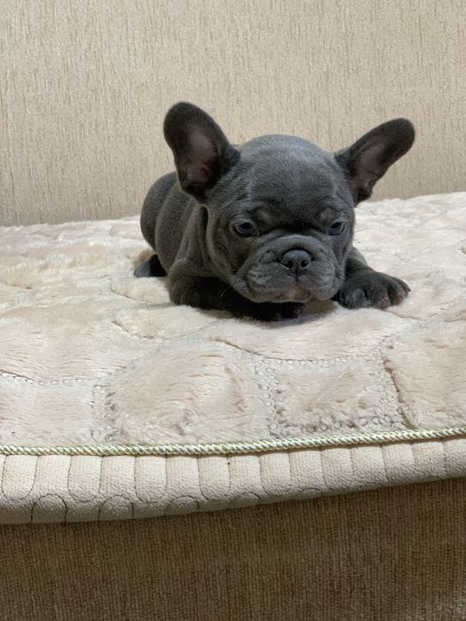 Французький бульдог. Блакитний хлопчик