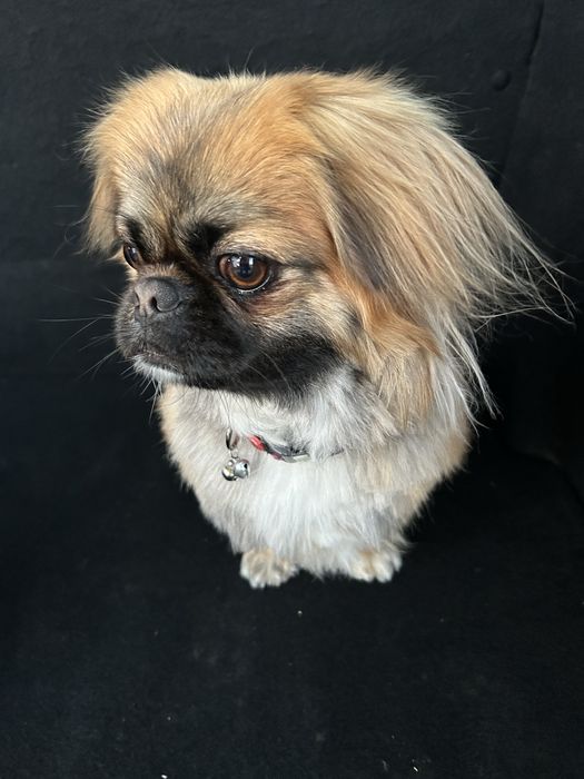 Пекінес для вязки