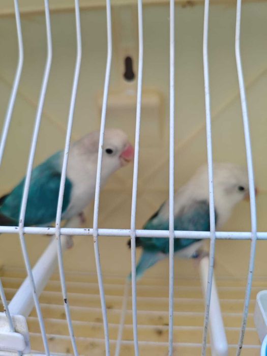 Fishers muito bonitos CASAL