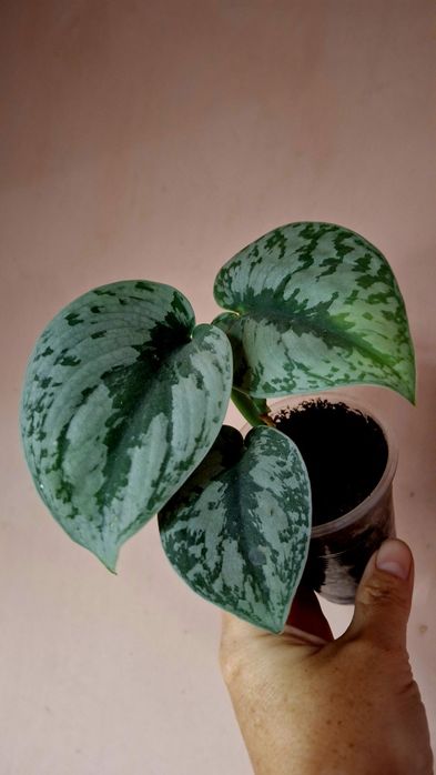 Сциндапсус Пиктус Треби