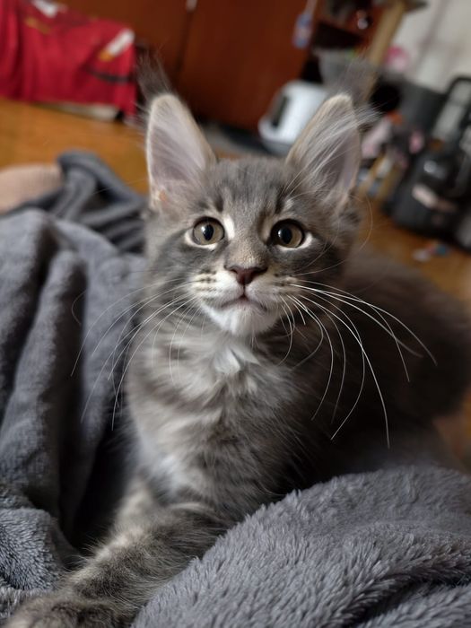 Niebieska pręgowana kotka Maine Coon gotowa do odbioru