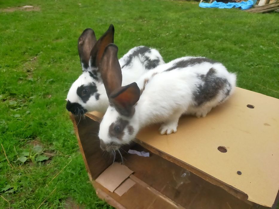 Кролі породи Німецький строкатий велетень . Шиншила .